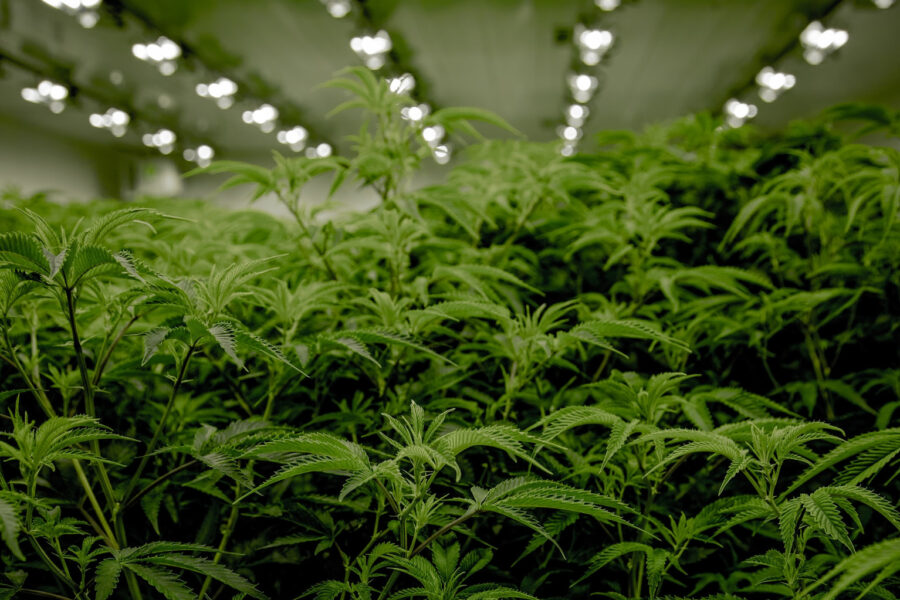 Marijuana grown indoors